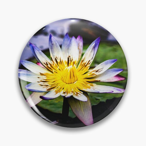 Item preview, Blue tipped Water Lily in Full Bloom designed and sold by Twisted Light Images.