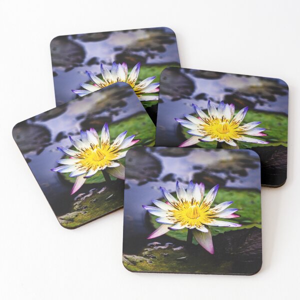 Item preview, Blue tipped Water Lily in Full Bloom designed and sold by Twisted Light Images.