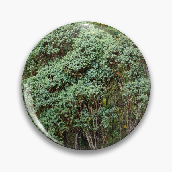 Item preview, Northern juniper. Valtavaara designed and sold by Jouko Lehto Photography.