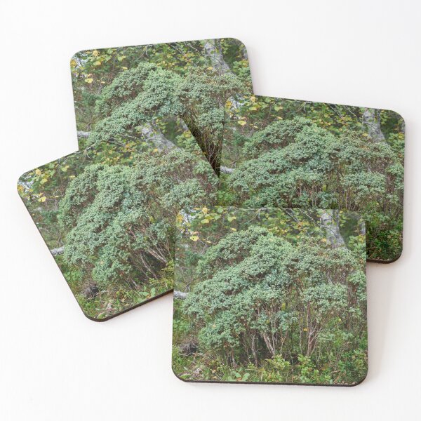 Item preview, Northern juniper. Valtavaara designed and sold by Jouko Lehto Photography.