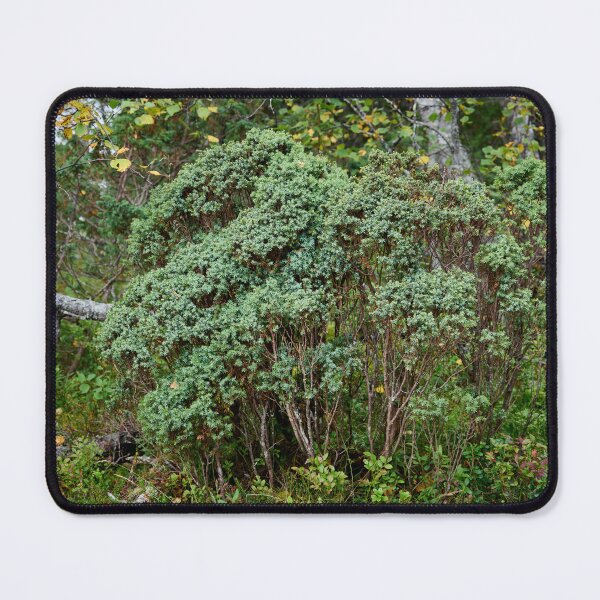 Item preview, Northern juniper. Valtavaara designed and sold by Jouko Lehto Photography.