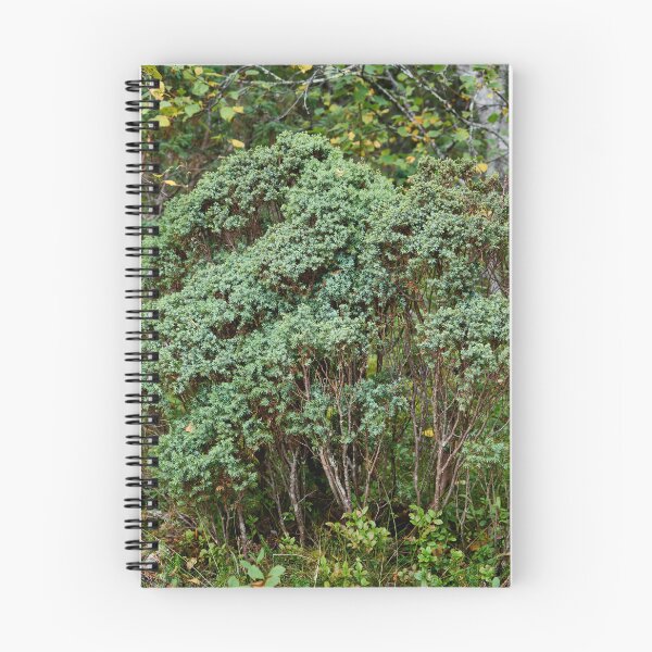 Item preview, Northern juniper. Valtavaara designed and sold by Jouko Lehto Photography.