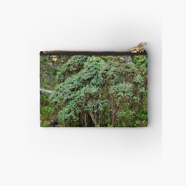 Item preview, Northern juniper. Valtavaara designed and sold by Jouko Lehto Photography.