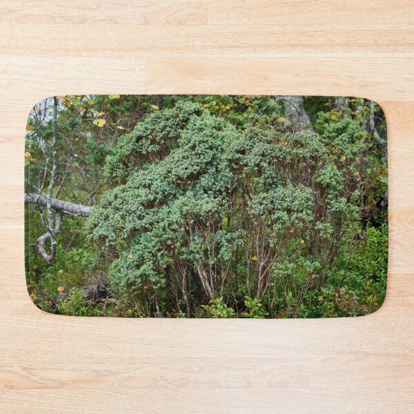Item preview, Northern juniper. Valtavaara designed and sold by Jouko Lehto Photography.