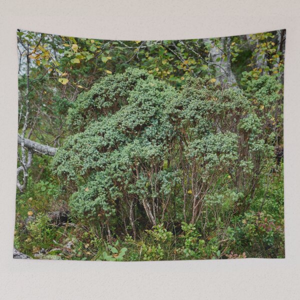Item preview, Enebro del norte. Valtavaara designed and sold by Jouko Lehto Photography.