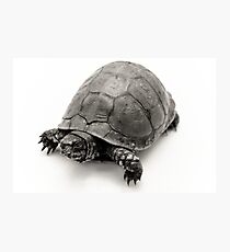 Box Turtle Photographic Print