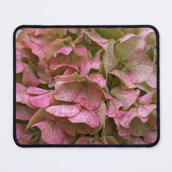 Item preview, Antique Pink Hydrangea Blooms, Autumn Botanical Photography designed and sold by PrettyAround.
