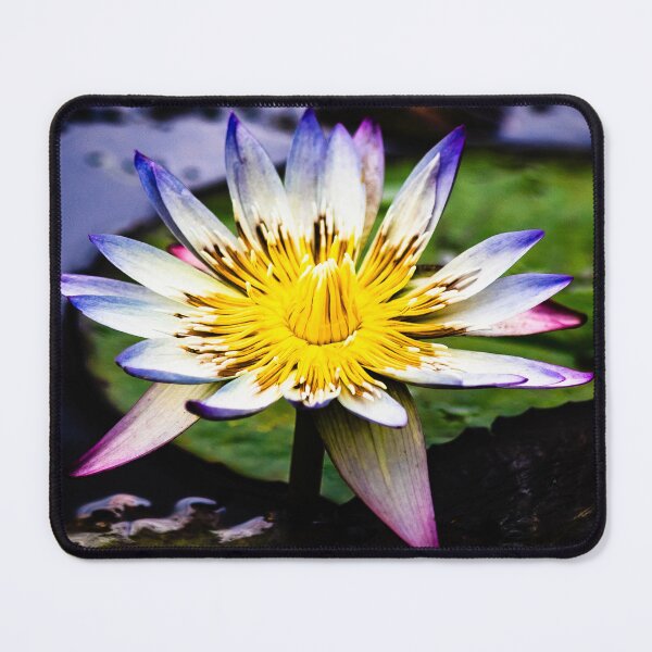 Item preview, Blue tipped Water Lily in Full Bloom designed and sold by Twisted Light Images.