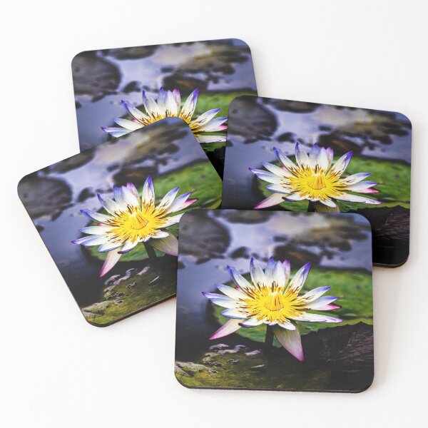 Item preview, Blue tipped Water Lily in Full Bloom designed and sold by Twisted Light Images.