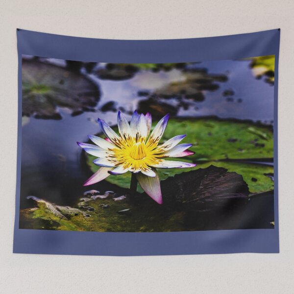 Item preview, Blue tipped Water Lily in Full Bloom designed and sold by Twisted Light Images.
