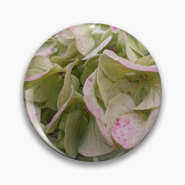 Item preview, Green and Pink Hydrangea Blooms, Late Season Botanical Photography designed and sold by PrettyAround.