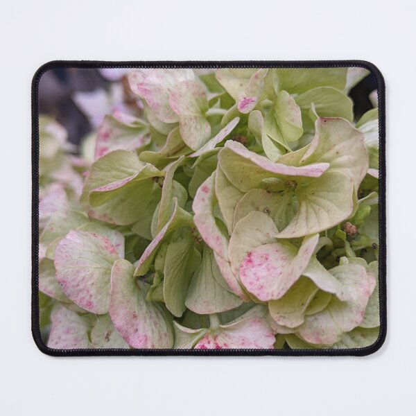 Item preview, Green and Pink Hydrangea Blooms, Late Season Botanical Photography designed and sold by PrettyAround.
