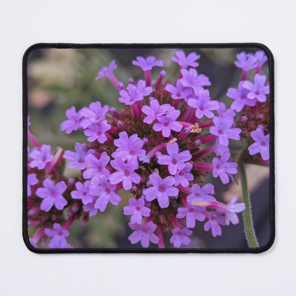 Item preview, Verbena Bonariensis Bloom Head, Macro Botanical Photography designed and sold by PrettyAround.