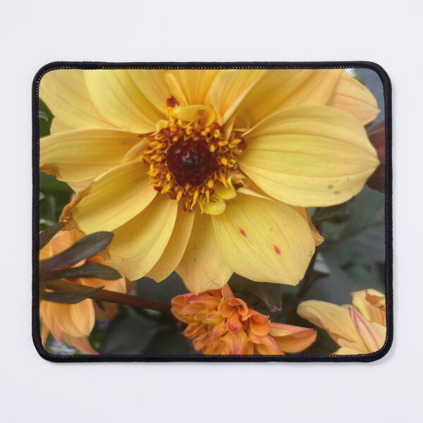 Item preview, Golden Dahlia Blossom on Dark Foliage designed and sold by TaisiasCaptures.