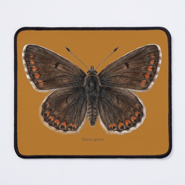 Item preview, Brown Argus Butterfly (Aricia agestis): Entomological Specimen Art designed and sold by FreiherrPK.
