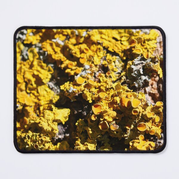 Item preview, A colony of yellow micro-fungi on tree bark as a naturalistic pattern. designed and sold by NaturePhotography.