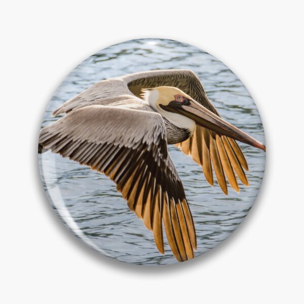 Item preview, Brown Pelican Gliding Over Water designed and sold by Debra Martz.