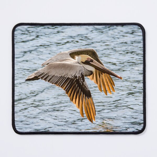 Item preview, Brown Pelican Gliding Over Water designed and sold by Debra Martz.