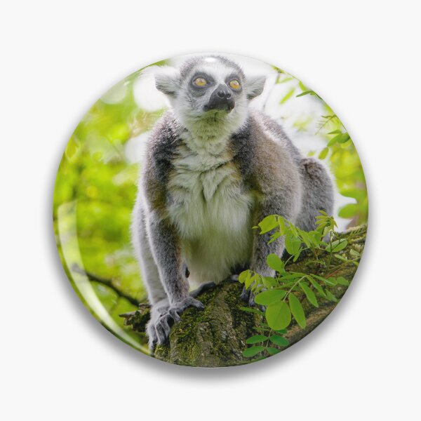 Item preview, Ring-tailed Lemur Photo designed and sold by lemurnetwork.