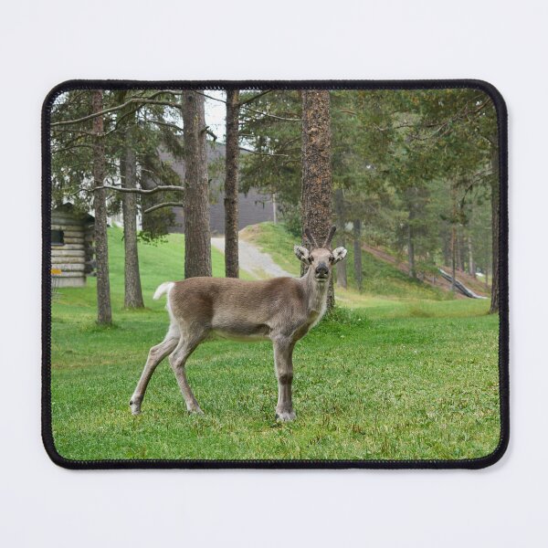 Item preview, Curious reindeer, Kuusamo 2026 designed and sold by Jouko Lehto Photography.