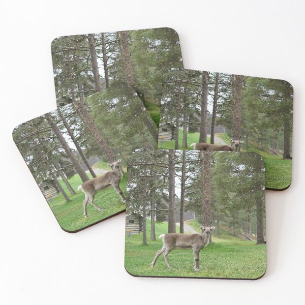 Item preview, Curious reindeer, Kuusamo 2026 designed and sold by Jouko Lehto Photography.