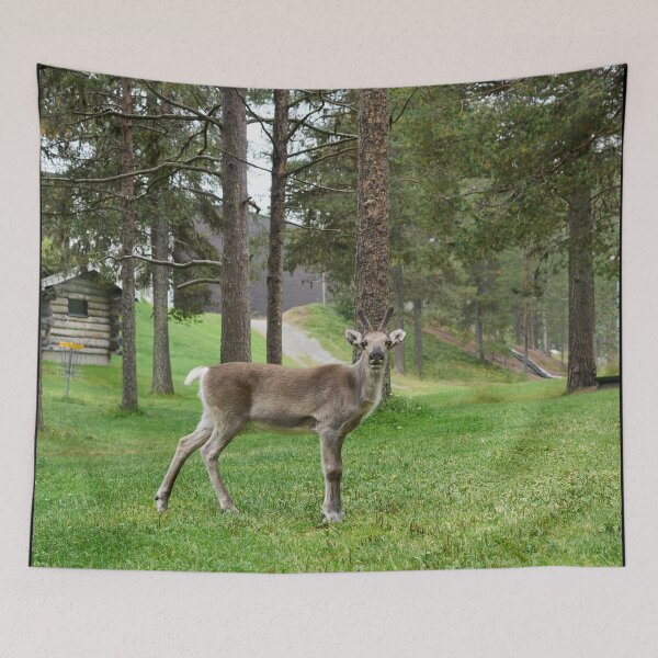 Item preview, Renos curiosos, Kuusamo 2026 designed and sold by Jouko Lehto Photography.