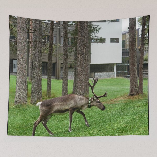 Item preview, Locador. Kuusamo de renos 2026 designed and sold by Jouko Lehto Photography.