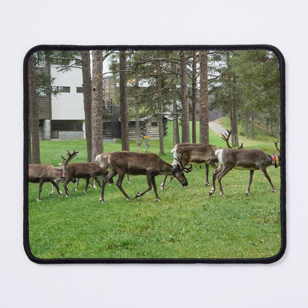 Item preview, Breakfast company on disc golf club. Reindeers Kuusamo 2026 designed and sold by Jouko Lehto Photography.