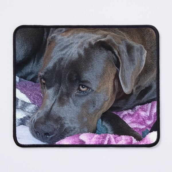 Item preview, Cozy Cane Corso Portrait – Soulful Dog Resting designed and sold by PicturePic.