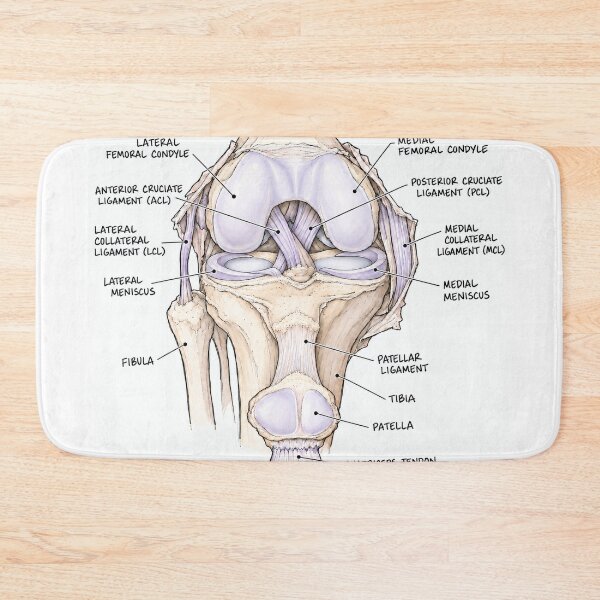 Item preview, Anatomy Knee Joint Physical Therapy Sticker designed and sold by isokinetic.