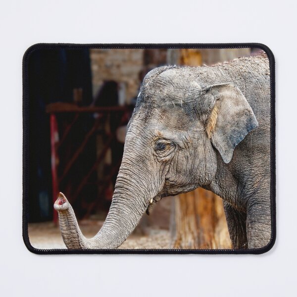 Item preview, Elephant designed and sold by Geordie Jason.