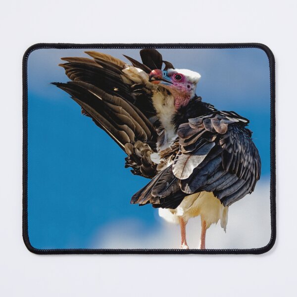 Item preview, White Headed Vulture designed and sold by Geordie Jason.