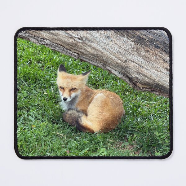 Item preview, Fox Resting on Green Grass designed and sold by Edify-.