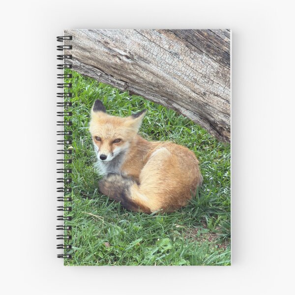 Item preview, Fox Resting on Green Grass designed and sold by Edify-.