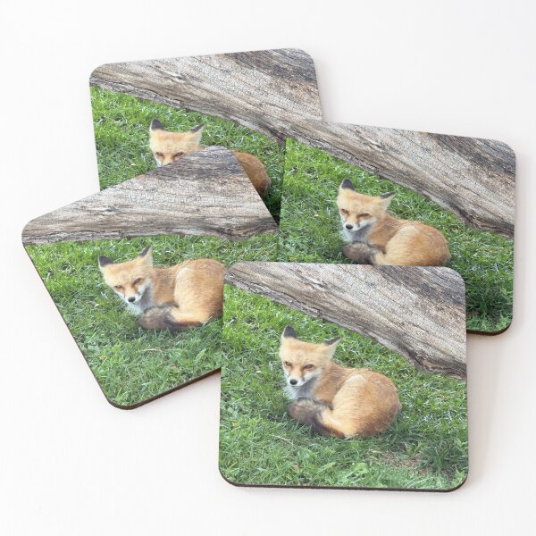 Item preview, Fox Resting on Green Grass designed and sold by Edify-.