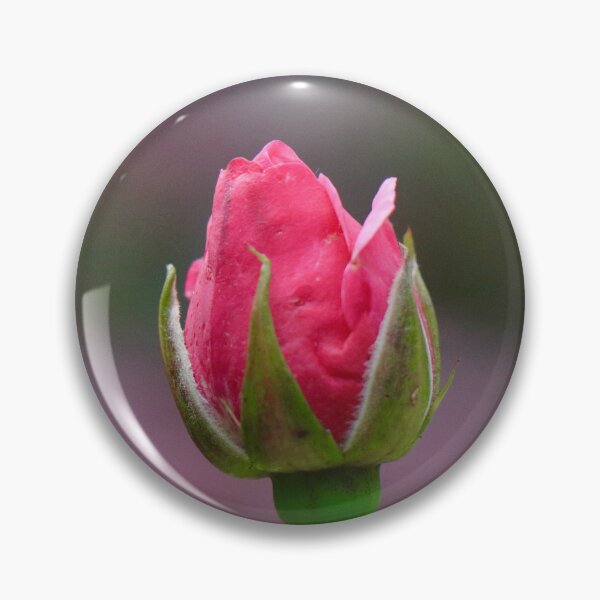 Item preview, Beautiful Rose Bud designed and sold by Thistle Images.