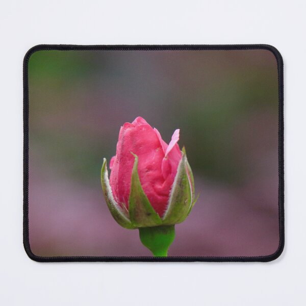 Item preview, Beautiful Rose Bud designed and sold by Thistle Images.