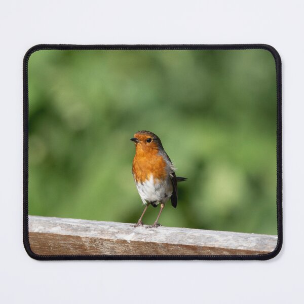 Item preview, The European Robin (Erithacus rubecula). designed and sold by Vine Photographic.