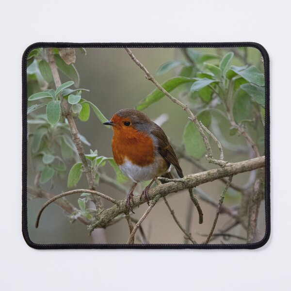 Item preview, The European Robin (Erithacus rubecula). designed and sold by Vine Photographic.