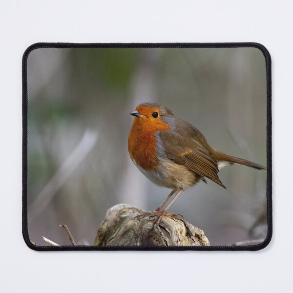 Item preview, The European Robin (Erithacus rubecula). designed and sold by Vine Photographic.