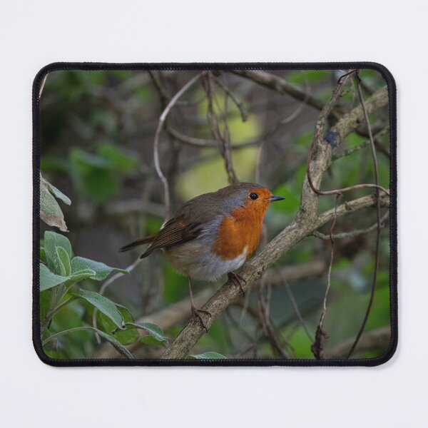 Item preview, The European Robin (Erithacus rubecula). designed and sold by Vine Photographic.