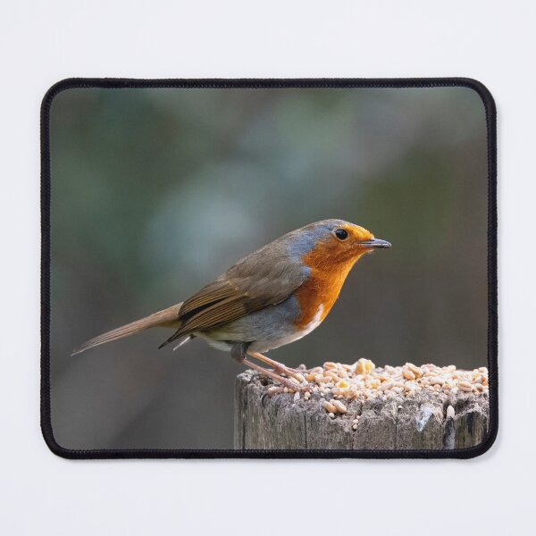 Item preview, The European Robin (Erithacus rubecula). designed and sold by Vine Photographic.