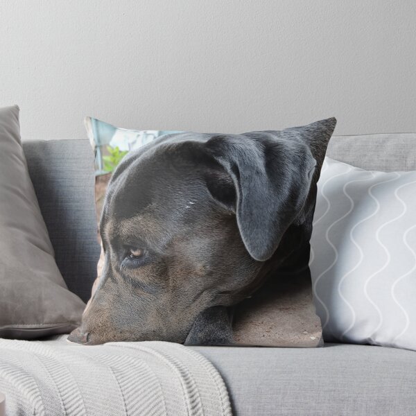 Item preview, Cute Cane Corso - Sand on Face Dog Portrait designed and sold by PicturePic.