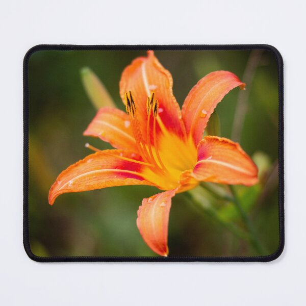 Item preview, Orange and Yellow Lily designed and sold by PhotoArtbyGrace.