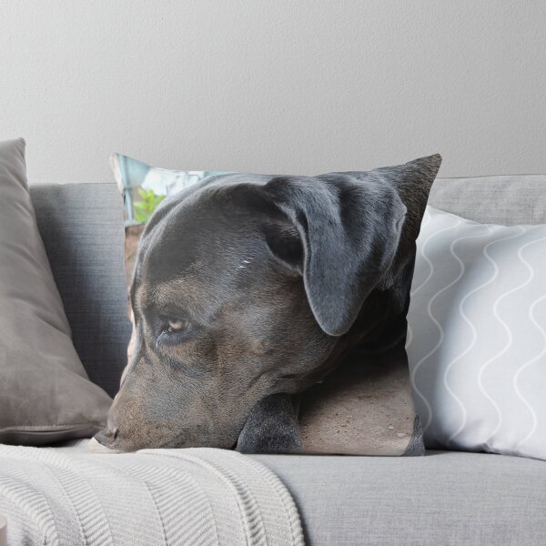 Item preview, Cute Cane Corso - Sand on Face Dog Portrait designed and sold by PicturePic.