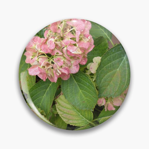 Item preview, Pink hydrangea in the garden in autumn. Beautiful natural foto background. designed and sold by ollgast5.