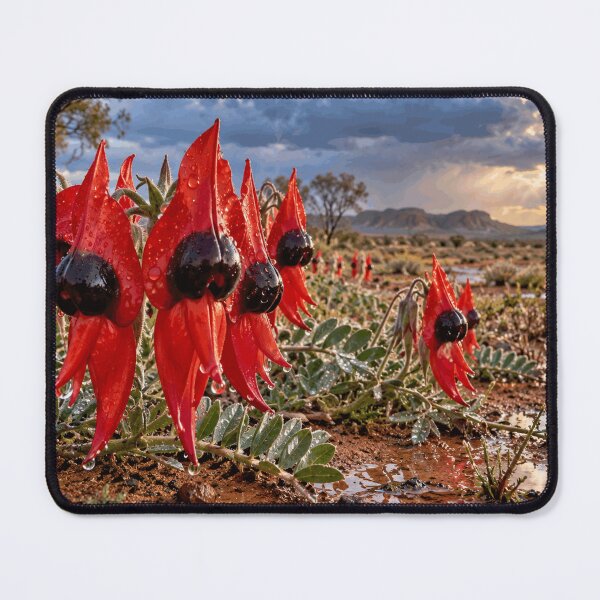 Item preview, Sturt's Desert Pea designed and sold by Wordsmith-Cafe.