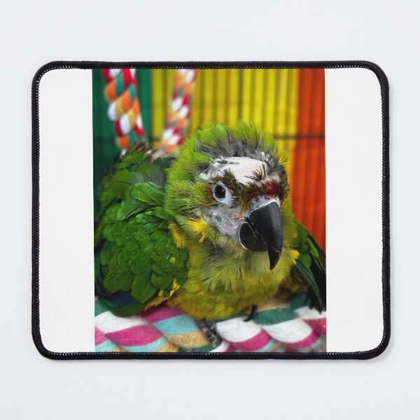 Item preview, Aurora designed and sold by DinosaurBiology.