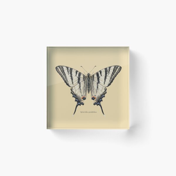 Item preview, Scarce Swallowtail: Entomological Specimen Classical Butterfly Art designed and sold by FreiherrPK.