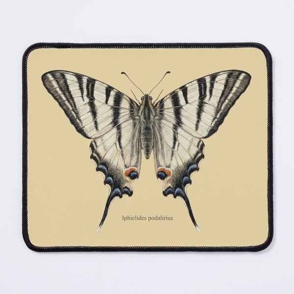 Item preview, Scarce Swallowtail: Entomological Specimen Classical Butterfly Art designed and sold by FreiherrPK.